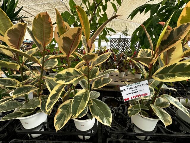 グリーン・サム