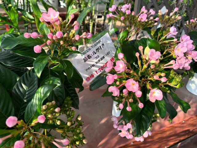 グリーン・サム